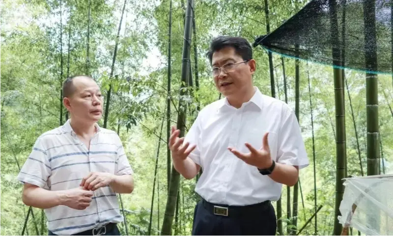 Liu Shuo, sekretar občinskega partijskega komiteja Pingxiang, pregleduje bazo sajenja Anoectochilus