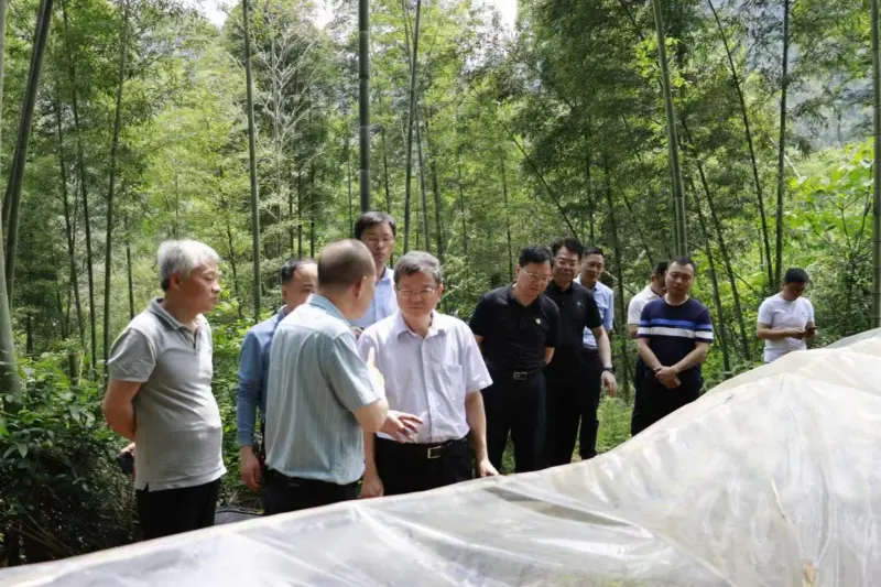 Liu Shuren, direktor oddelka za razvoj in reforme Nacionalne uprave za gozdarstvo in travinje, raziskuje bazo sajenja Anxin Shibawan Anoectochilus