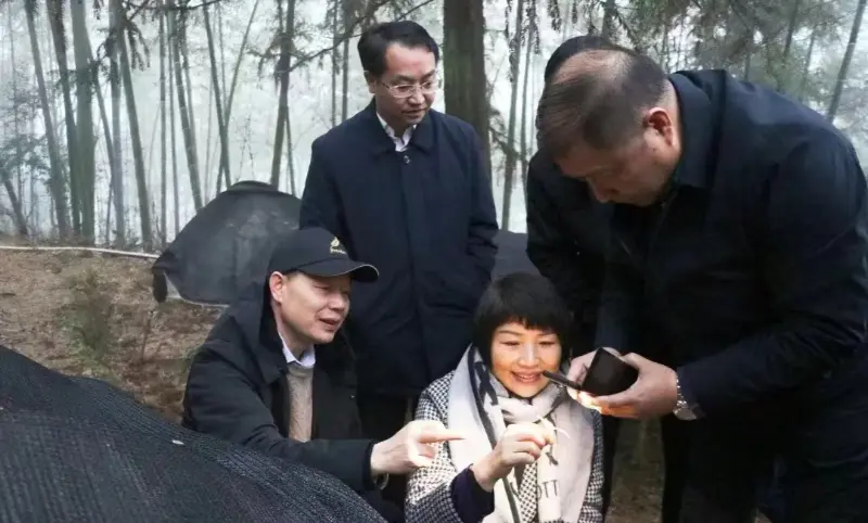 Lu Xiaoqing, nekdanji predsednik Jiangzhong Pharmaceutical in sedanji član stalnega odbora partijskega komiteja province Jiangxi in direktor oddelka za oglaševanje, pregleduje našo sadilno bazo