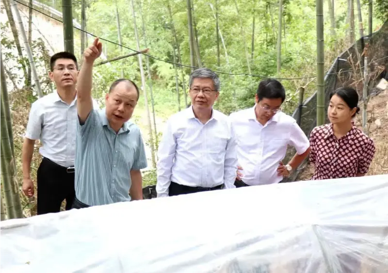 Liu Hongning, dekan naprednega raziskovalnega inštituta Univerze za tradicionalno kitajsko medicino Jiangxi in nekdanji partijski sekretar univerze, vodi pokrajinsko strokovno skupino za celovito reformo tradicionalne kitajske medicine v Jiangxiju za izvajanje raziskav v naši bazi Anoectochilus Liu Hongning, dekan naprednega raziskovalnega inštituta Univerze za tradicionalno kitajsko medicino Jiangxi in nekdanji partijski sekretar univerze, vodi pokrajinsko strokovno skupino za celovito reformo tradicionalne kitajske medicine v Jiangxiju za izvajanje raziskav v naši bazi Anoectochilus